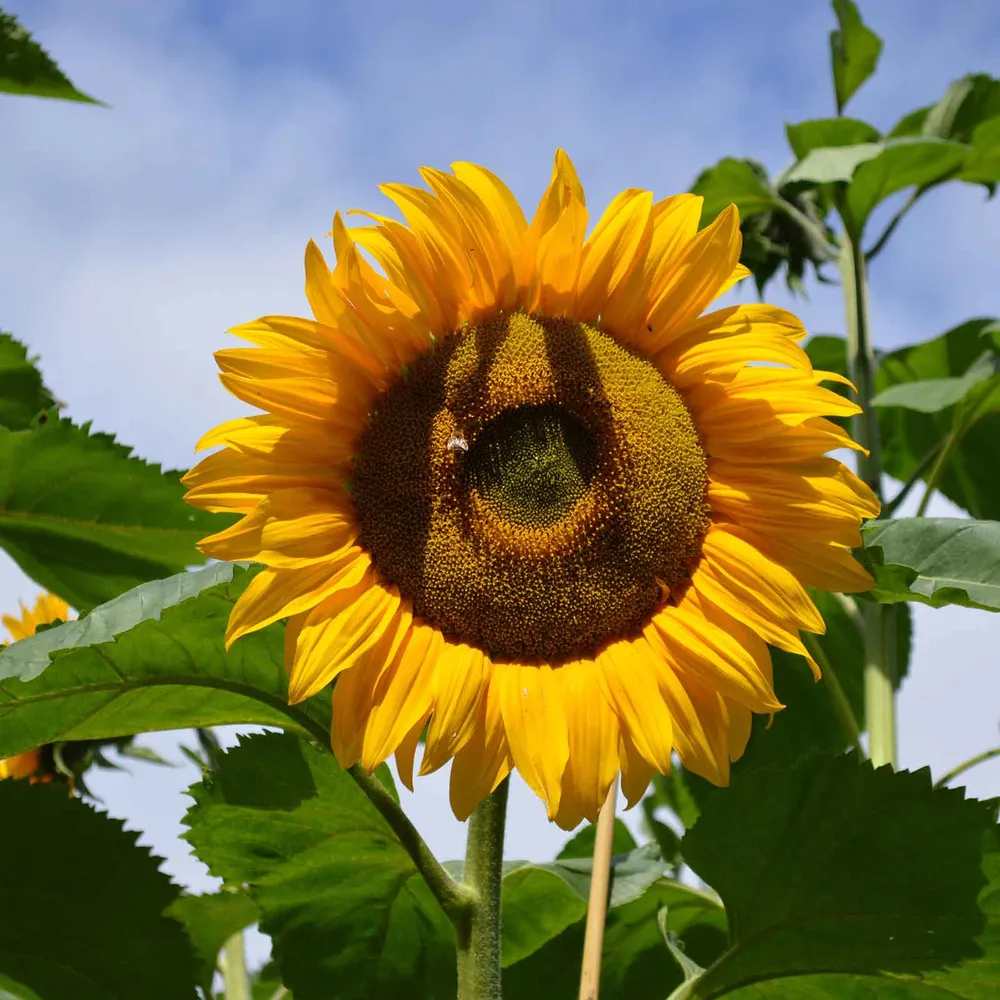 VEGSOW Mammoth Grey-Stripe Sunflower Seeds (Organic)