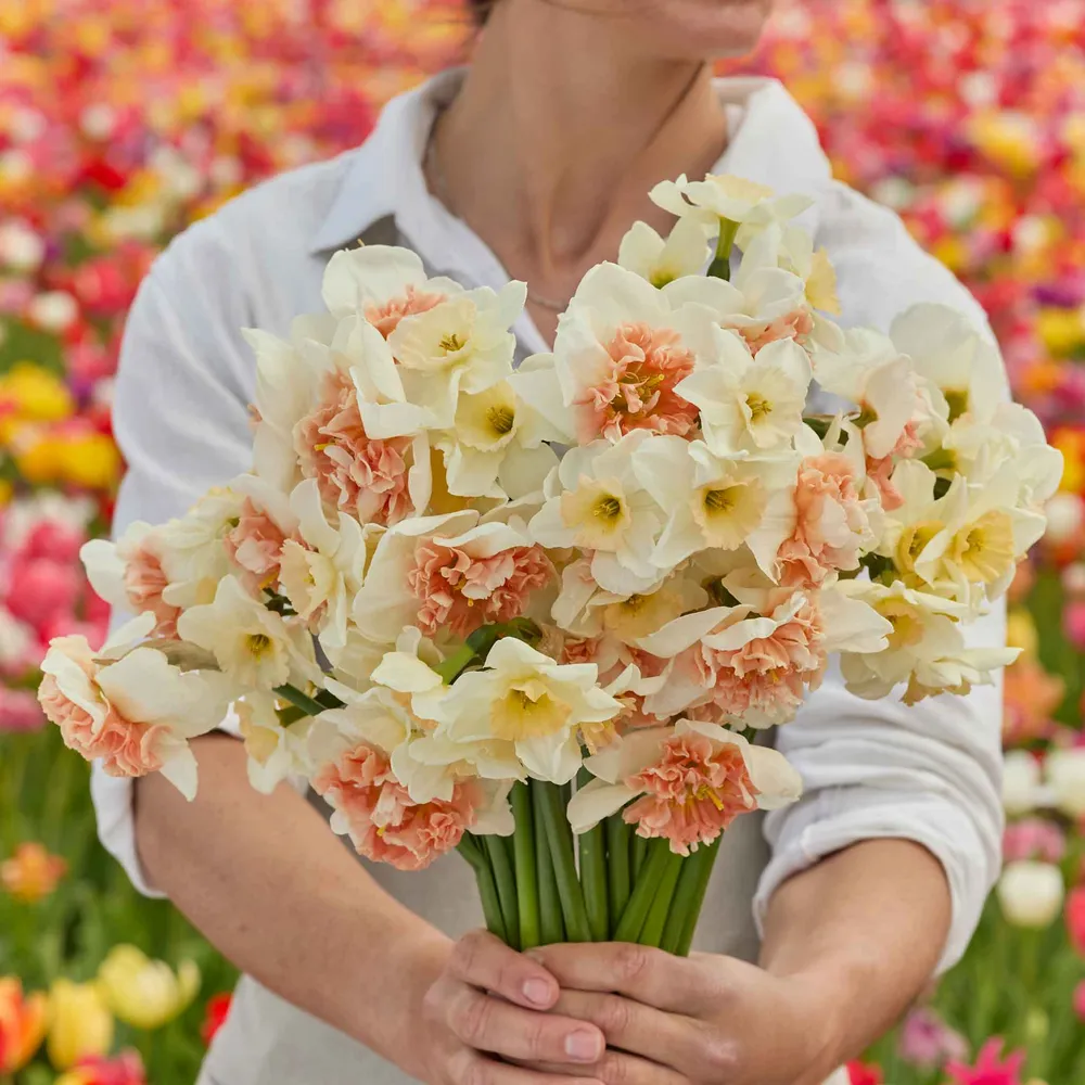 VEGSOW Double Take Daffodil Bulbs - Mixed Variety Spring Flowering Bulbs