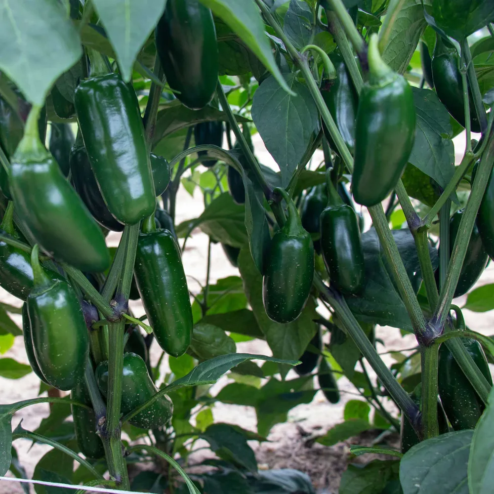 VEGSOW Capitan F1 Hot Pepper Seeds - Hybrid Variety for Consistent Growth
