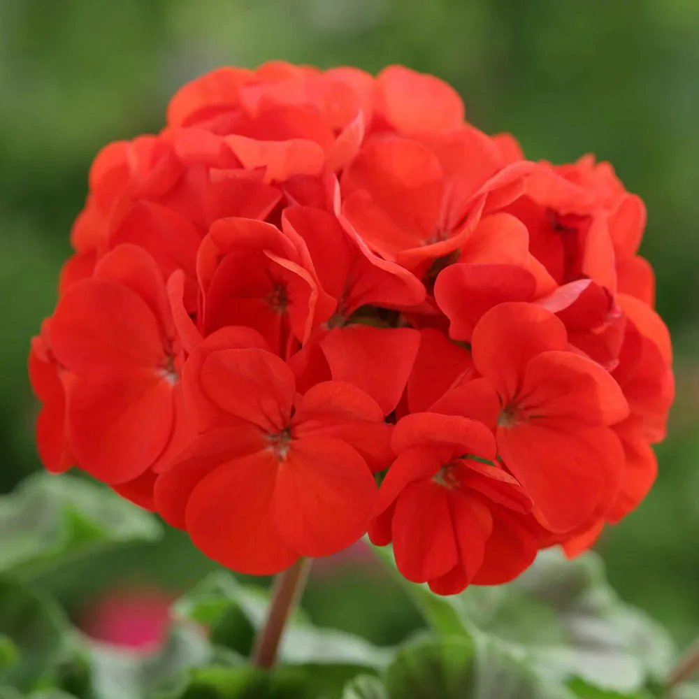 VEGSOW Geranium Seeds - Horizon Scarlet