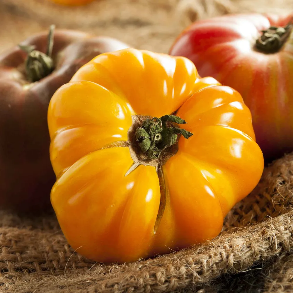 VEGSOW Amana Orange Tomato Seeds (Organic)