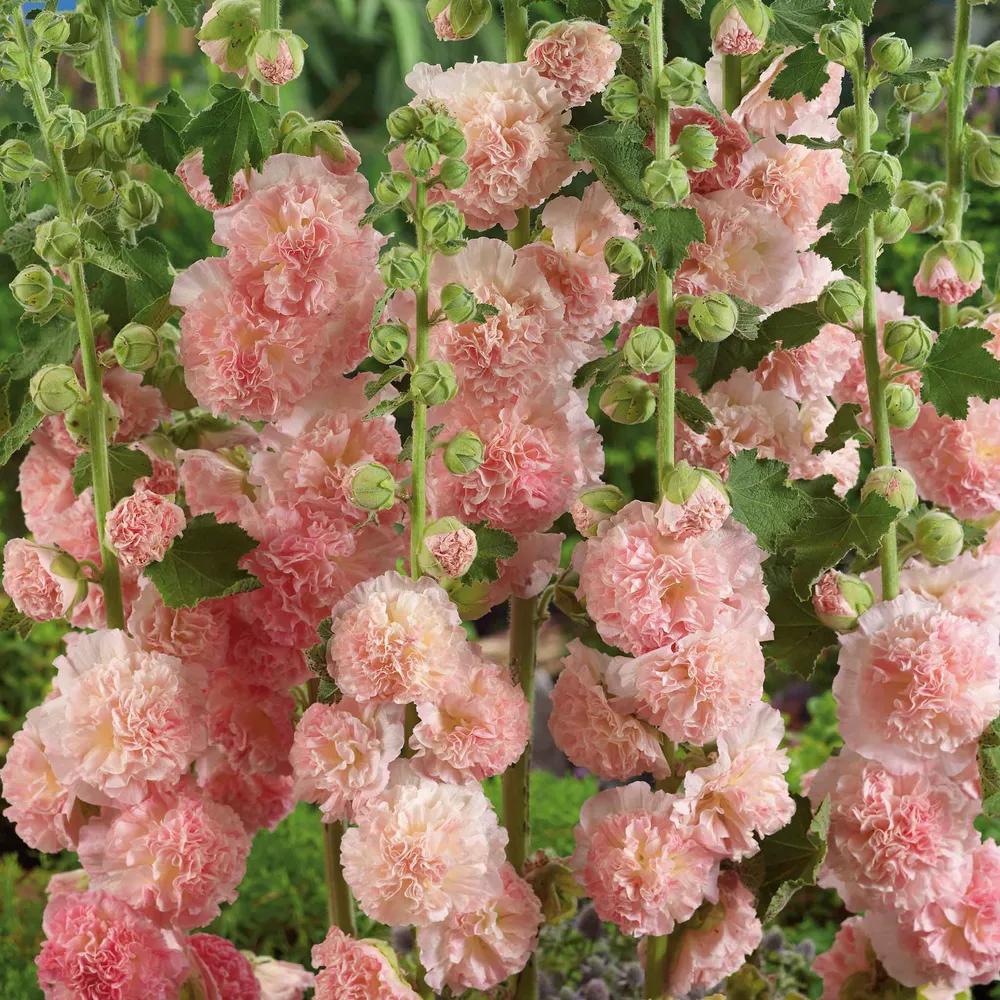 VEGSOW Hollyhock Roots - Peaches 'n Dreams Perennial Flower Bare Roots