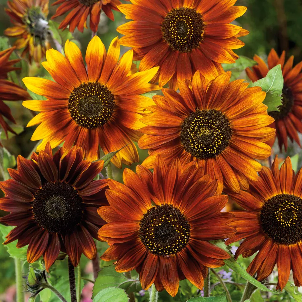VEGSOW Earthwalker Sunflower Seeds - Heirloom Annual Flower Seeds