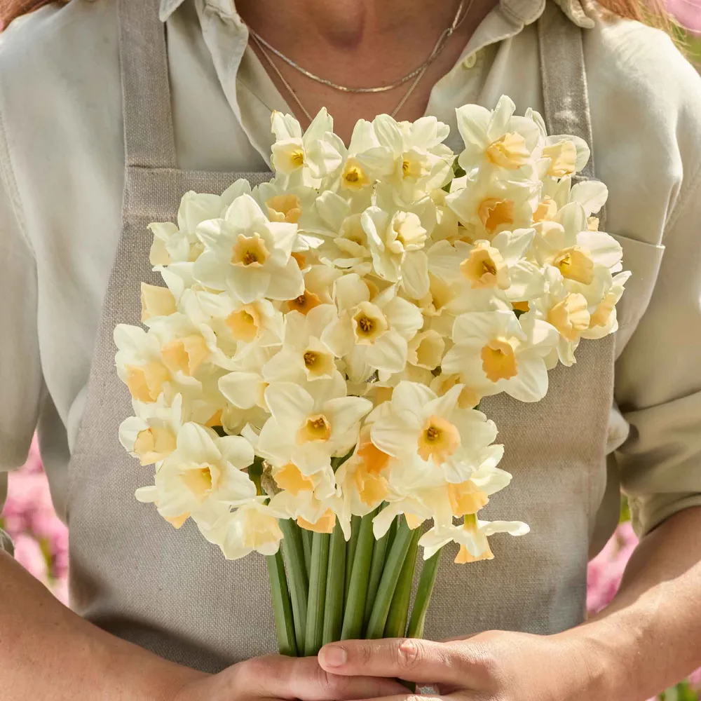 VEGSOW Kapiti Peach Daffodil Bulbs - Spring Flowering Perennial Bulbs