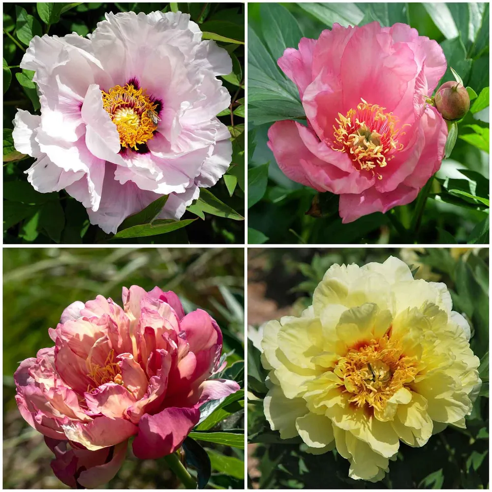 VEGSOW Itoh Peony Roots - Hybrid Intersectional Peony Collection