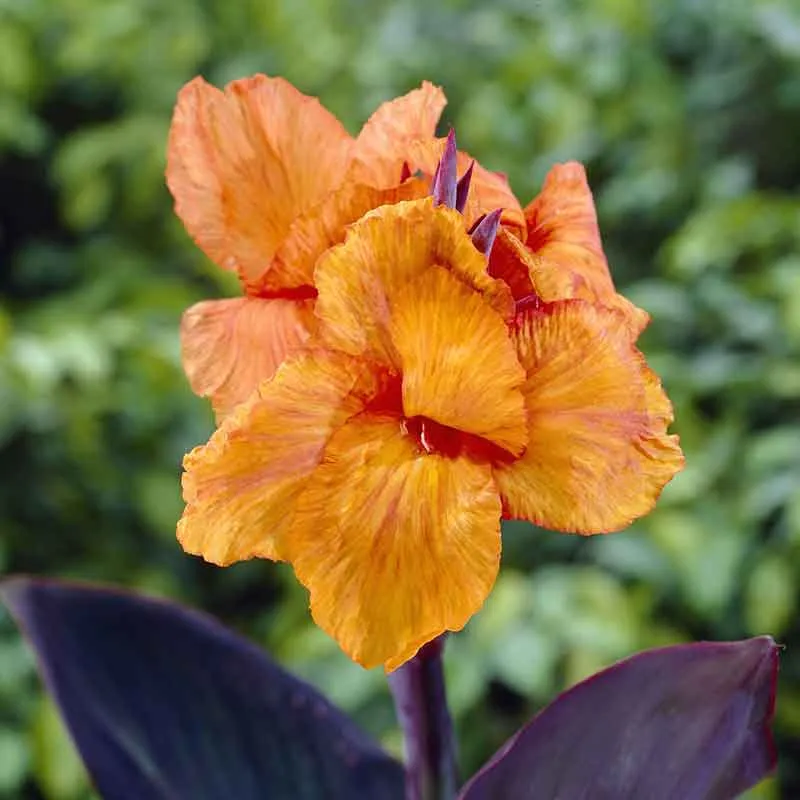 VEGSOW Wyoming Canna Lily Bulbs - Large Tropical Perennial Rhizomes