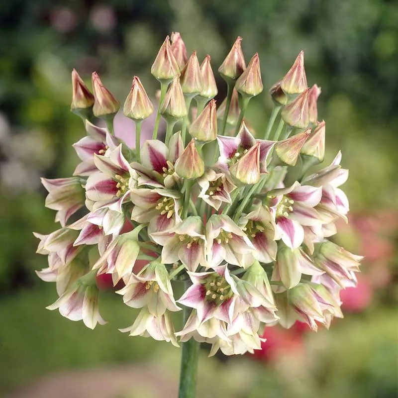 VEGSOW Tall Allium Bulgaricum (Nectaroscordum Siculum) Flower Bulbs