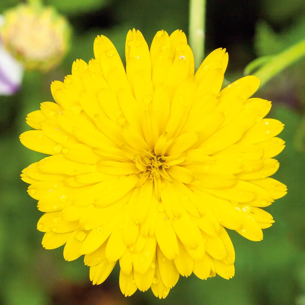 VEGSOW Calendula Seeds - Pacific Beauty Yellow - Heirloom Flower Seeds