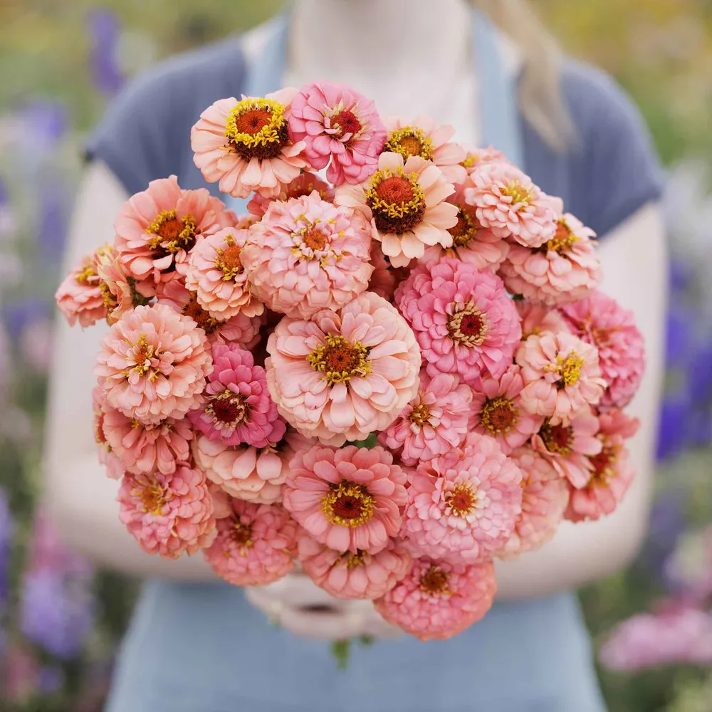 Pumila Salmon Zinnia Seeds - Dwarf Salmon Flower Variety