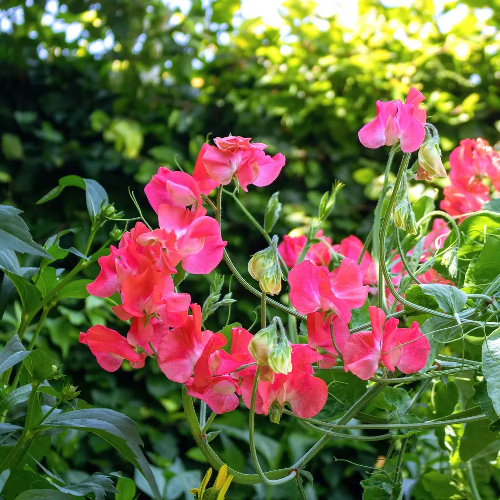 Edith Flanagan Sweet Pea Seeds - Heirloom Flower Seeds