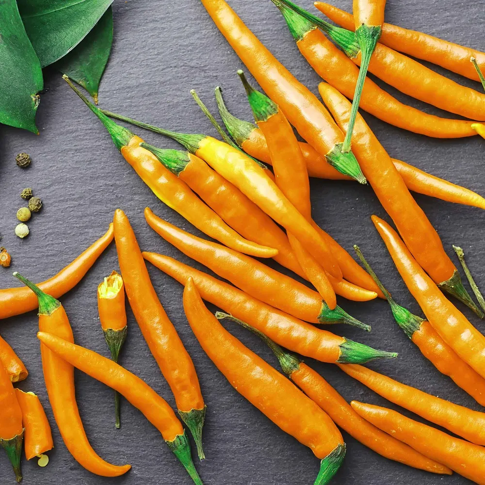 VEGSOW Cayenne Orange Pepper Seeds - Heirloom Hot Pepper Seeds for Home Gardening