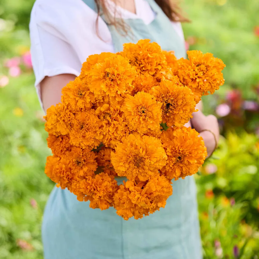 VEGSOW African Marigold Seeds - Mandarin Orange Heirloom Flower Seeds
