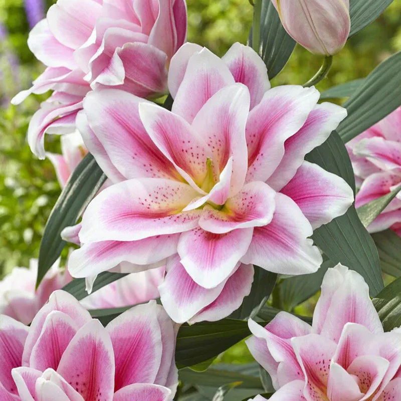 VEGSOW Roselily Bulbs - Mikaela