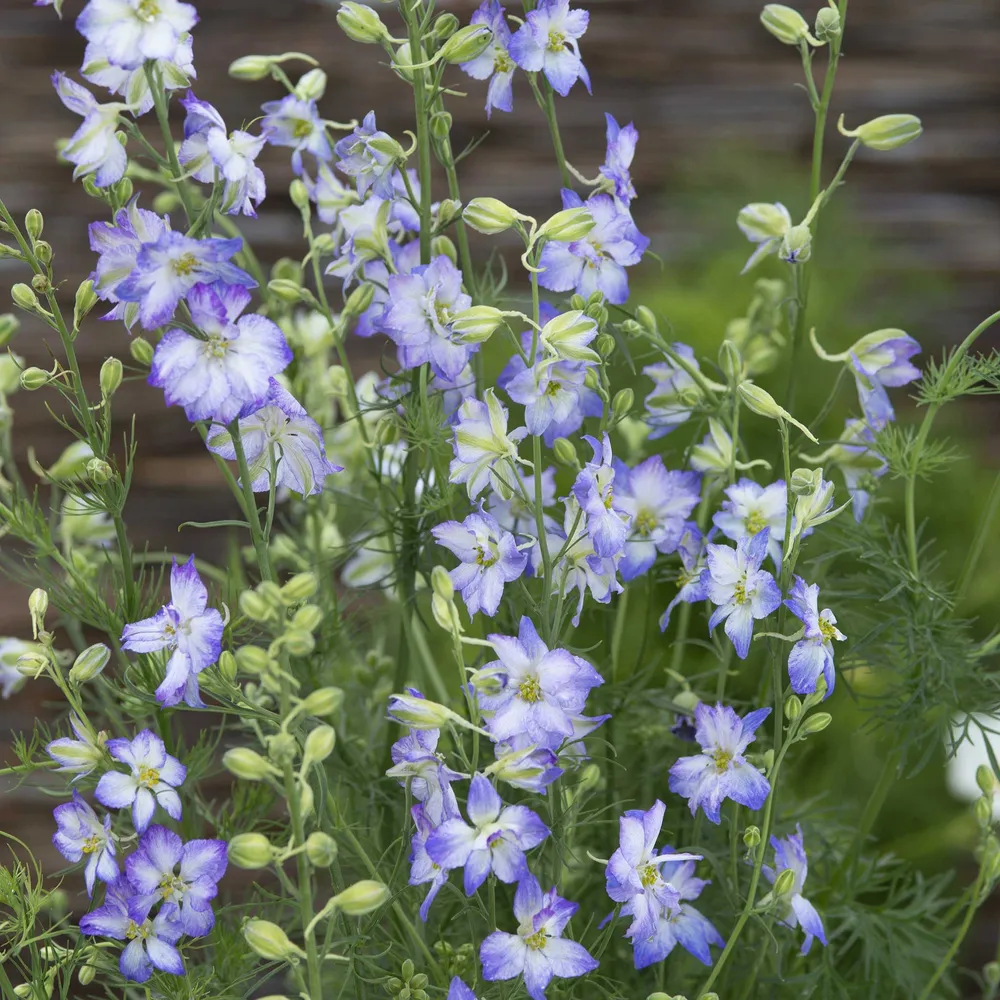 VEGSOW Larkspur Seeds - Frosted Skies