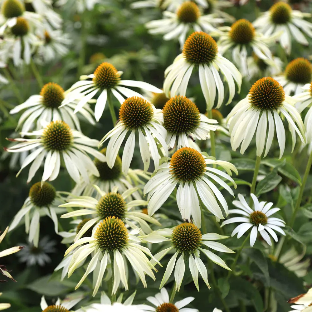 VEGSOW White Swan Coneflower Seeds - Echinacea Purpurea Perennial Flower Seeds