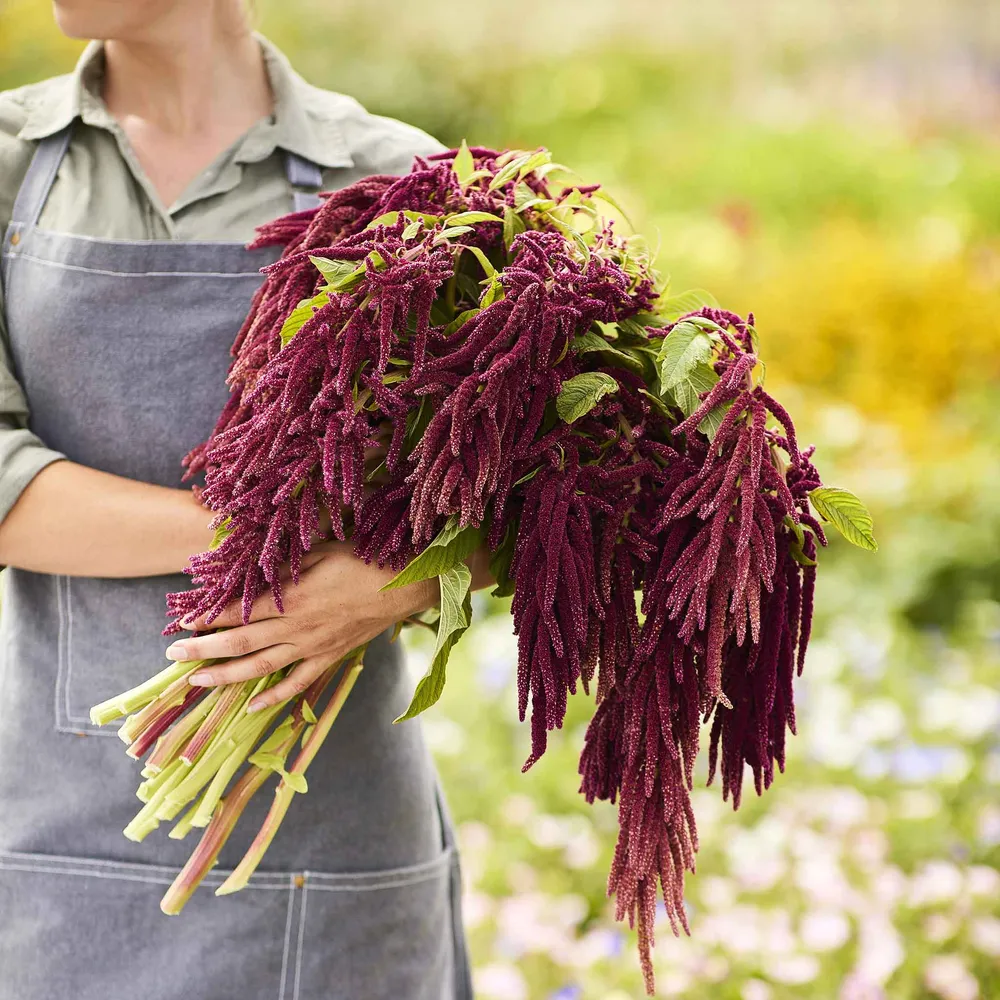 VEGSOW Love Lies Bleeding Seeds (Amaranthus Caudatus) - Heirloom Annual Flower Seeds