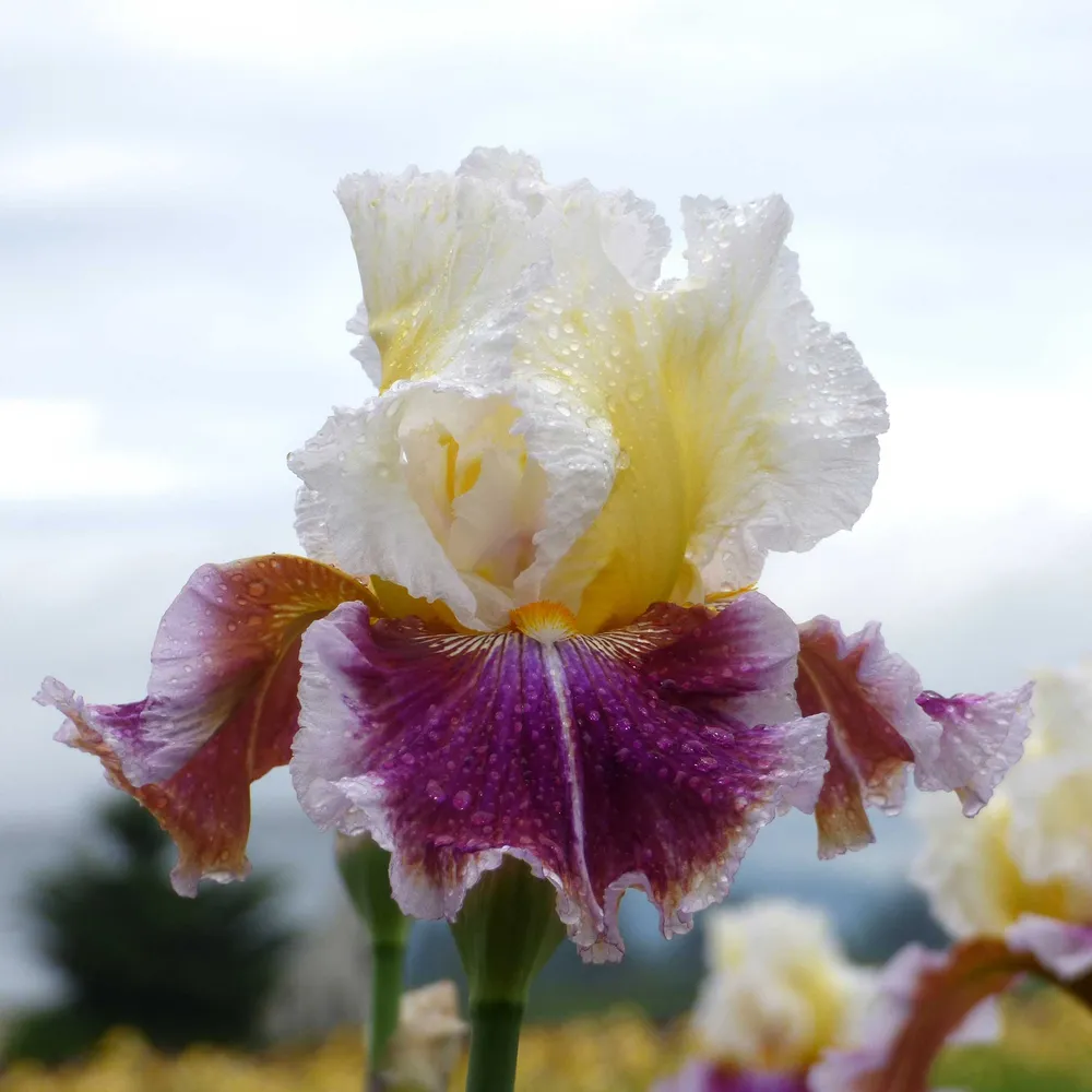 VEGSOW Dawn Eternal Bearded Iris Bulbs - Perennial Flower Rhizomes