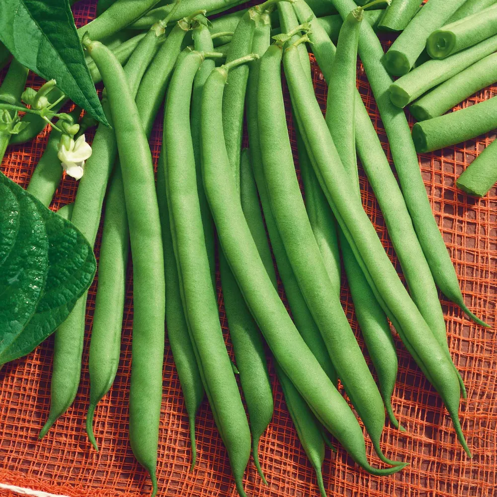 VEGSOW Harvester Bush Bean Seeds - Uniform Growth Heirloom Variety
