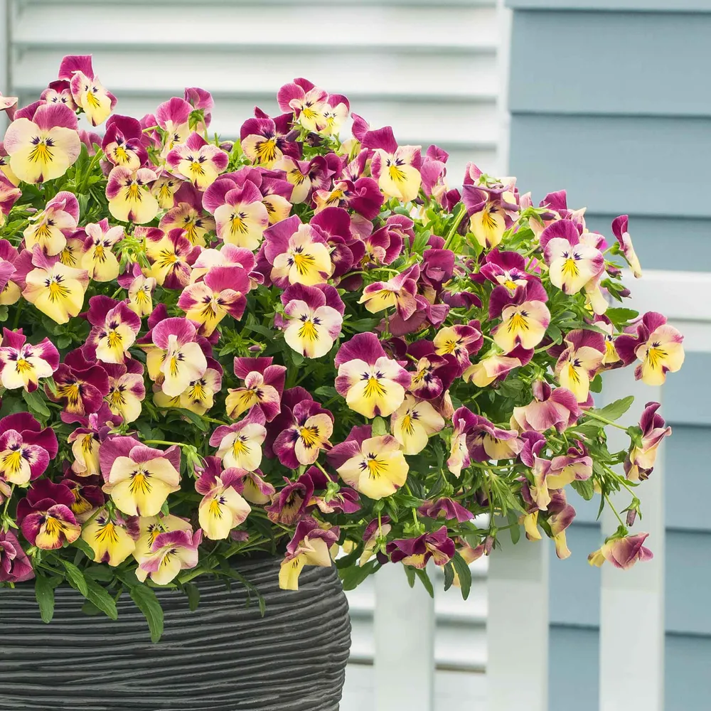 Pansy Seeds - Cool Wave Strawberry Swirl