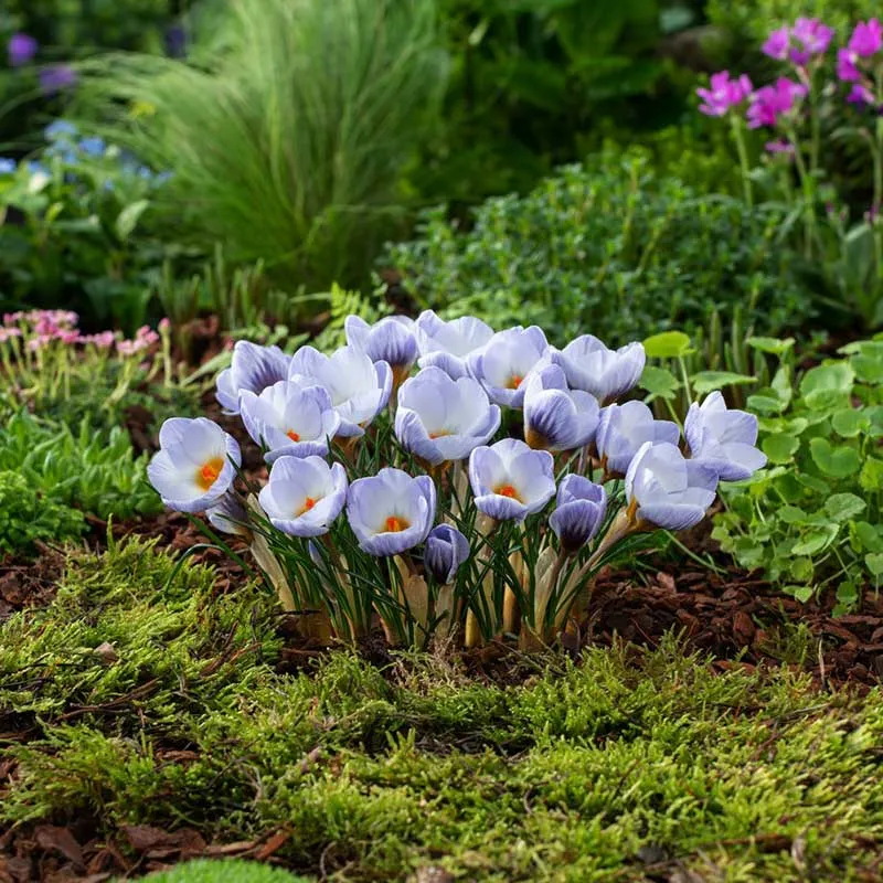 VEGSOW Blue Marlin Crocus Bulbs - Spring Flowering Perennial Flower Bulbs