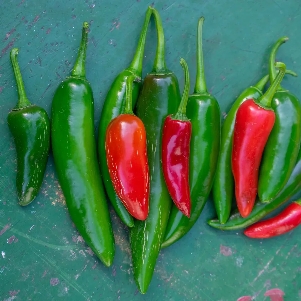 VEGSOW Serrano Tampiqueno Hot Pepper Seeds - Heirloom Vegetable Seeds for Home Gardening