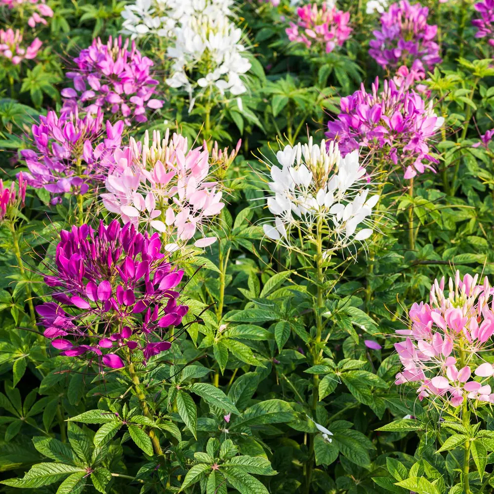 VEGSOW Cleome Seeds - Mixed Colors Spider Flower Seeds