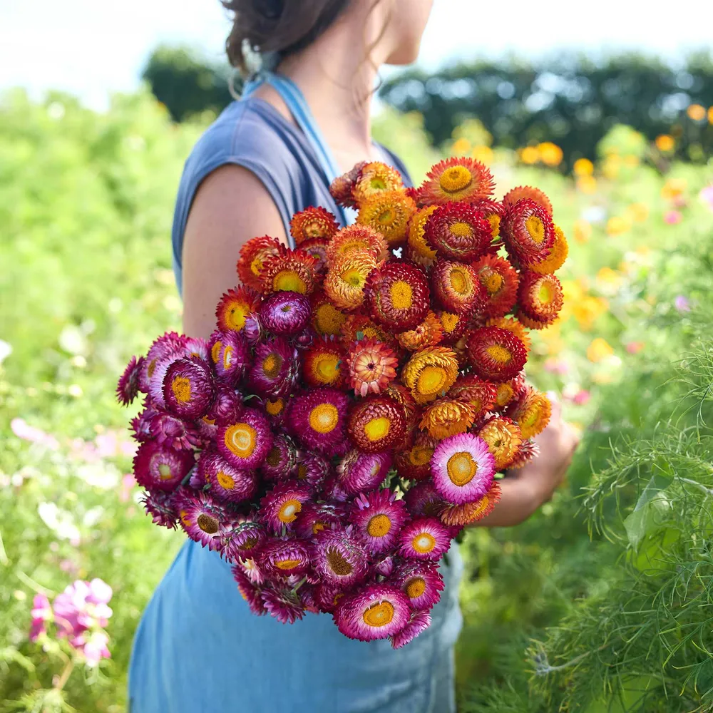 VEGSOW Strawflower Bundle - Autumn Shades