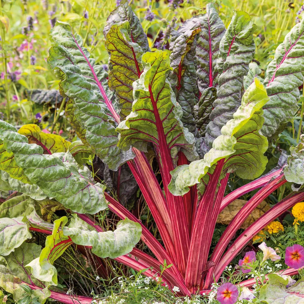 VEGSOW Ruby Red Swiss Chard Seeds - Organic Heirloom Vegetable Seeds in Metal Storage Can