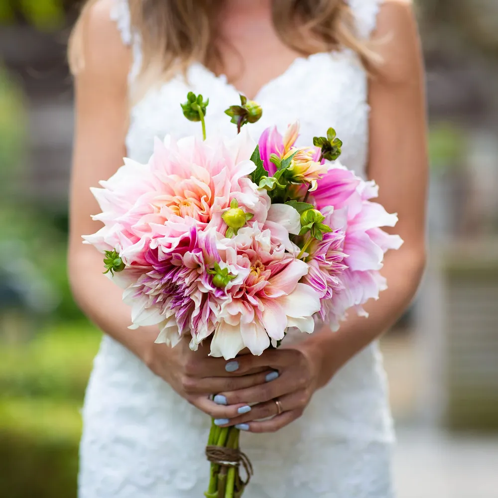 VEGSOW Dinnerplate Dahlia Tubers - Bridal Bouquet Mix