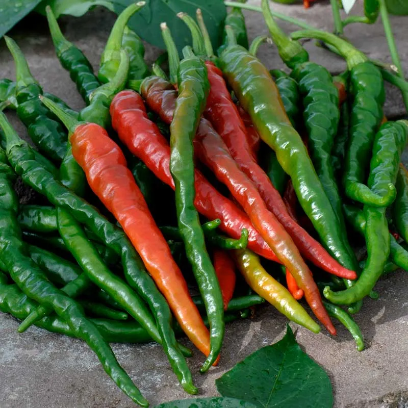 VEGSOW Cayenne Long Red Thin Pepper Seeds - Heirloom Vegetable Seeds for Home Gardening