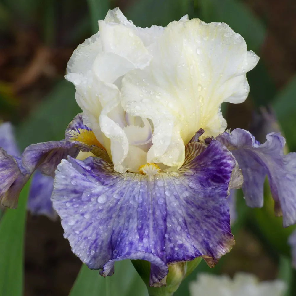 VEGSOW Re-Blooming Bearded Iris Rhizomes - Cowboy Variety