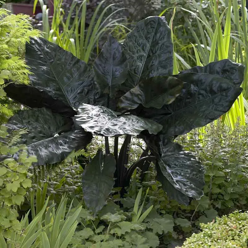 VEGSOW Elephant Ear Bulbs - Plumbea Nigra Tropical Perennial