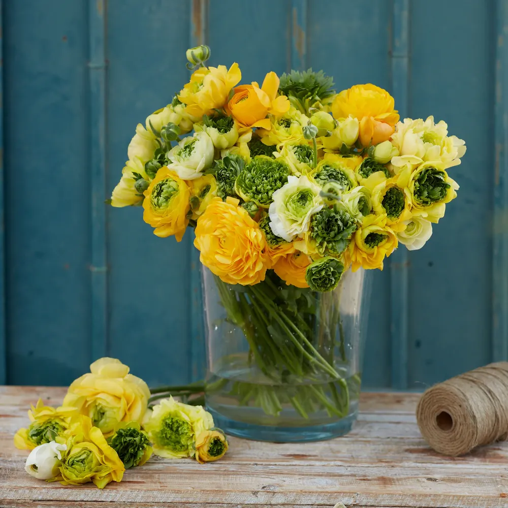 VEGSOW Ranunculus Bulbs - Super Green Yellow