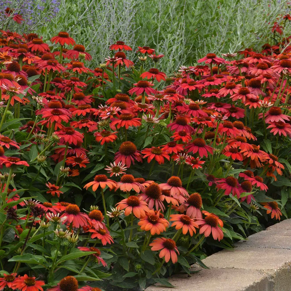 VEGSOW Coneflower Seeds - Artisan Red Ombre Heirloom Perennial Seeds