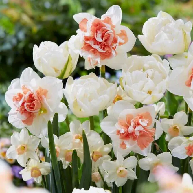 VEGSOW Tulip & Daffodil Peach Lemonade Collection Decorative Floral Set