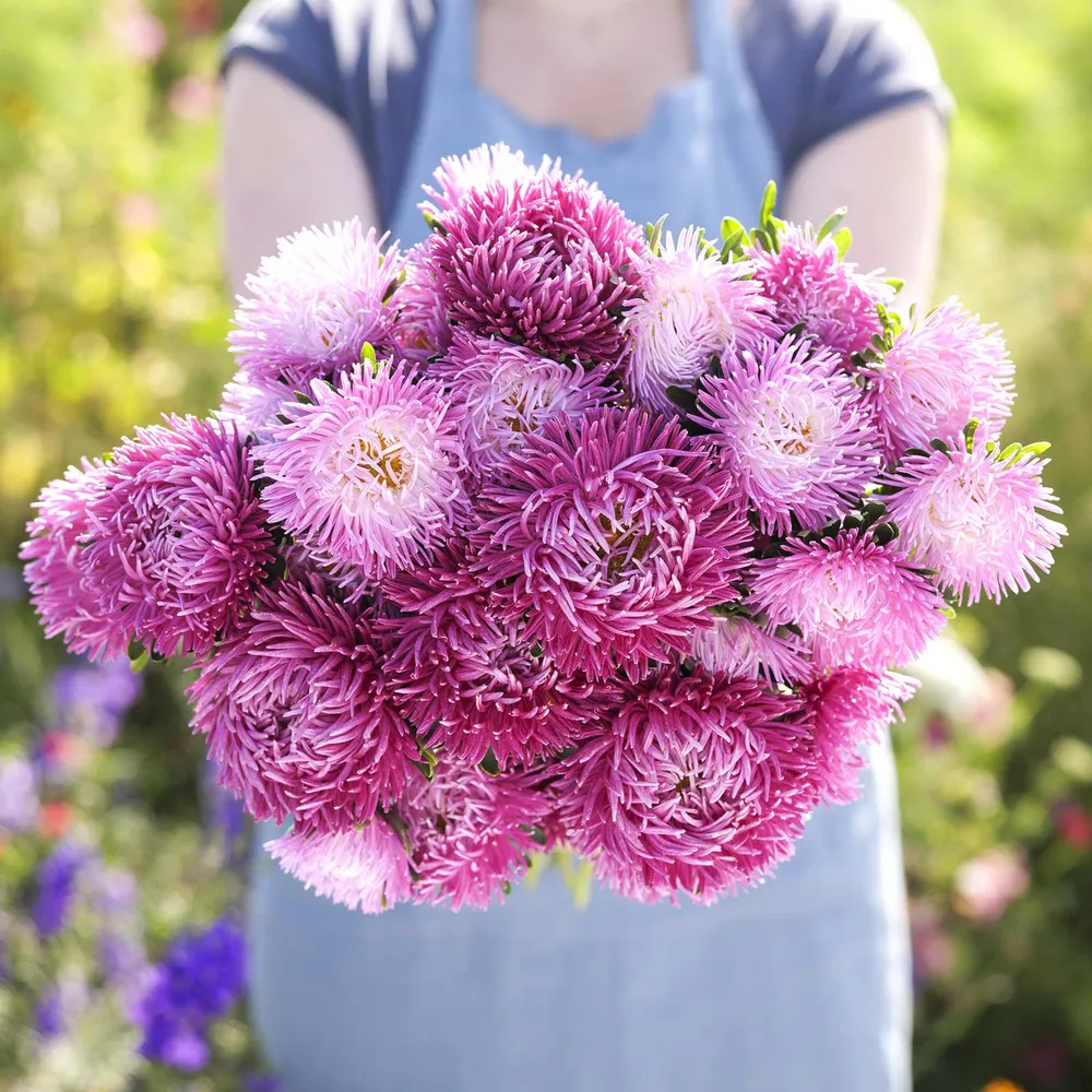 VEGSOW China Aster Seeds - Pavlova White-Lilac