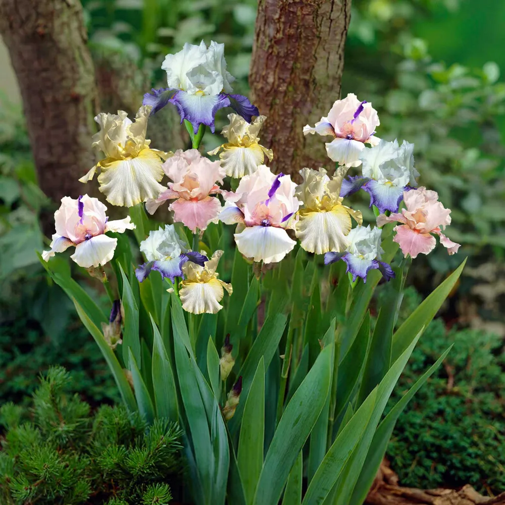 VEGSOW Re-Blooming Bearded Iris Bulbs - Pastel Mix