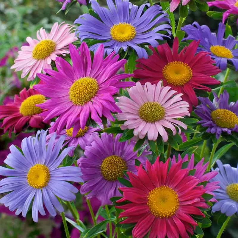 VEGSOW China Aster Seeds - Single Mix