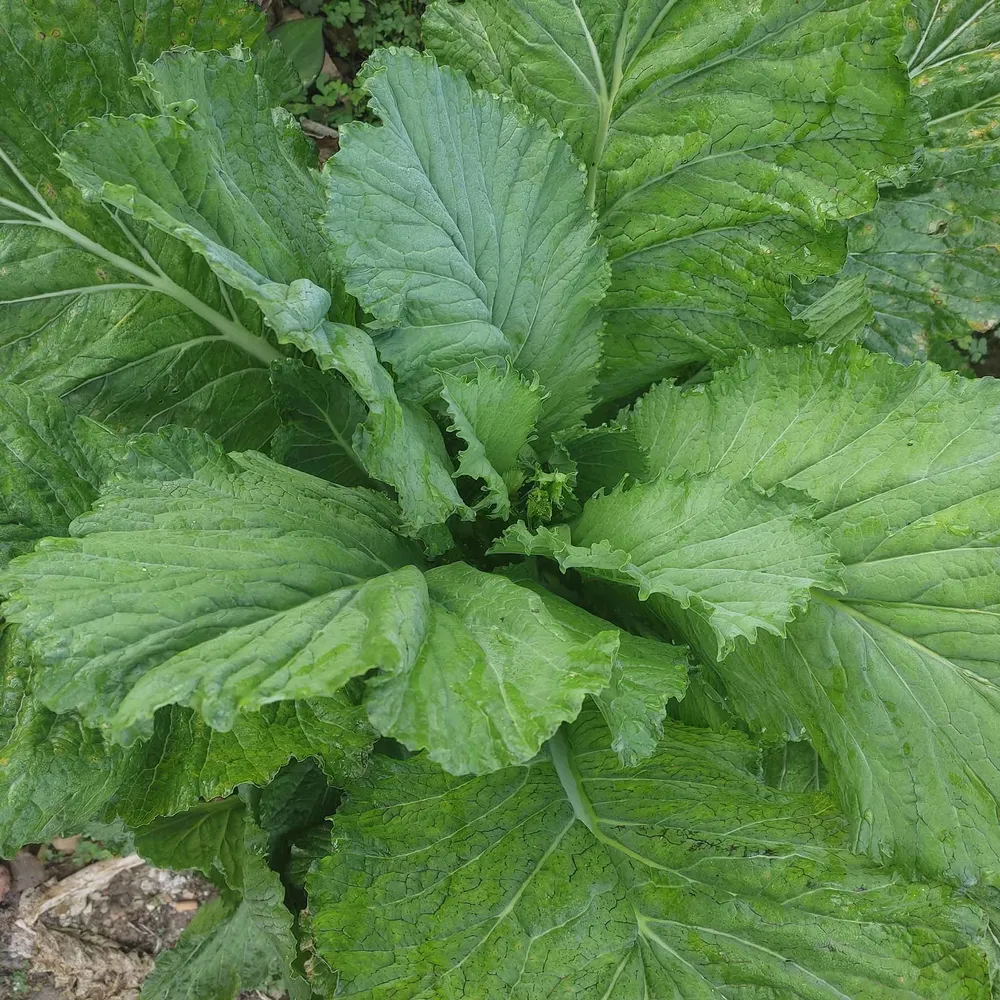 VEGSOW Florida Broadleaf Mustard Seeds for Home Gardening