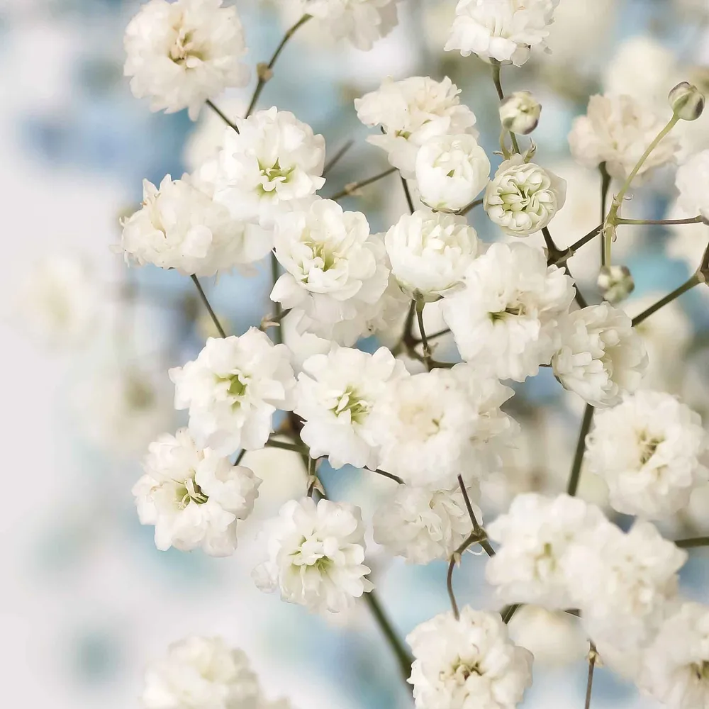 VEGSOW Baby's Breath Seeds (Perennial) - Snowflake
