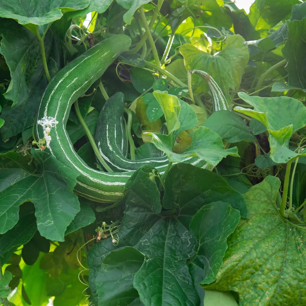 VEGSOW Painted Serpent Cucumber Seeds - Heirloom Armenian Variety