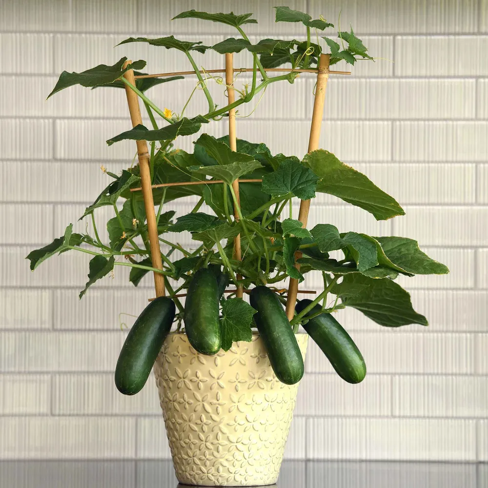VEGSOW Cucumber Seeds - Kitchen Minis™ Quick Snack - Compact Container Variety