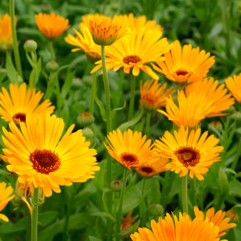 VEGSOW Calendula Seeds - Nova Variety