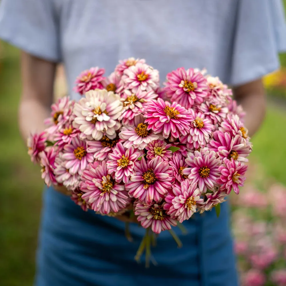 VEGSOW Zahara Double Raspberry Ripple Zinnia Seeds - Heat Tolerant Annual Flower Seeds