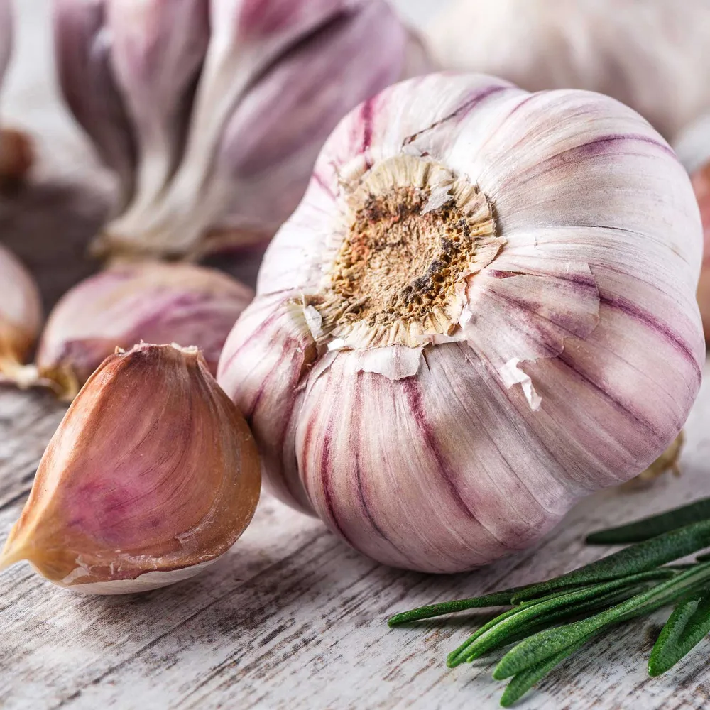 VEGSOW Chesnok Red Hardneck Garlic Bulbs for Planting