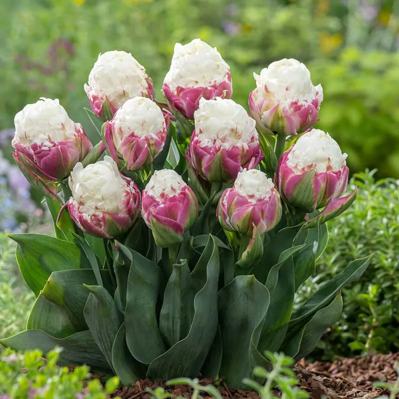 VEGSOW Tulip Bulbs - Ice Cream (Peony-Flowered Variety)