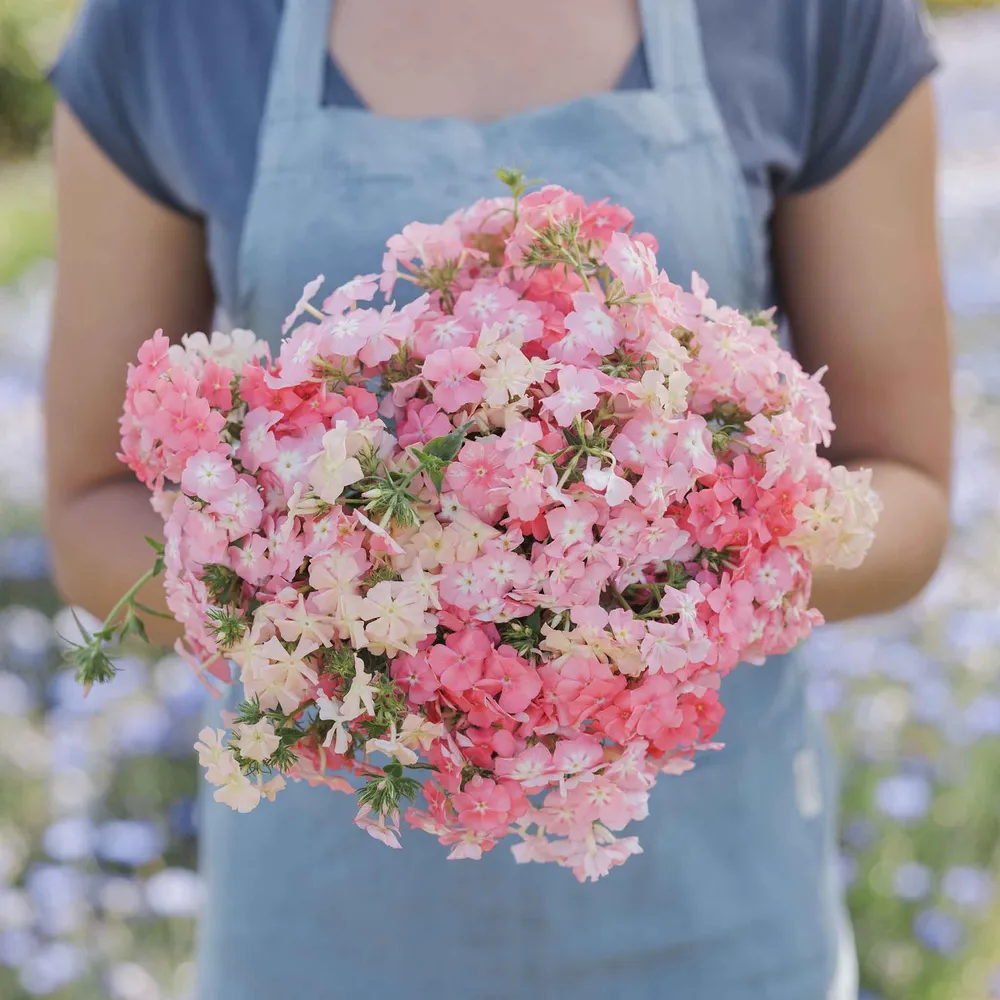 VEGSOW Annual Phlox Seeds - Phlox of Sheep