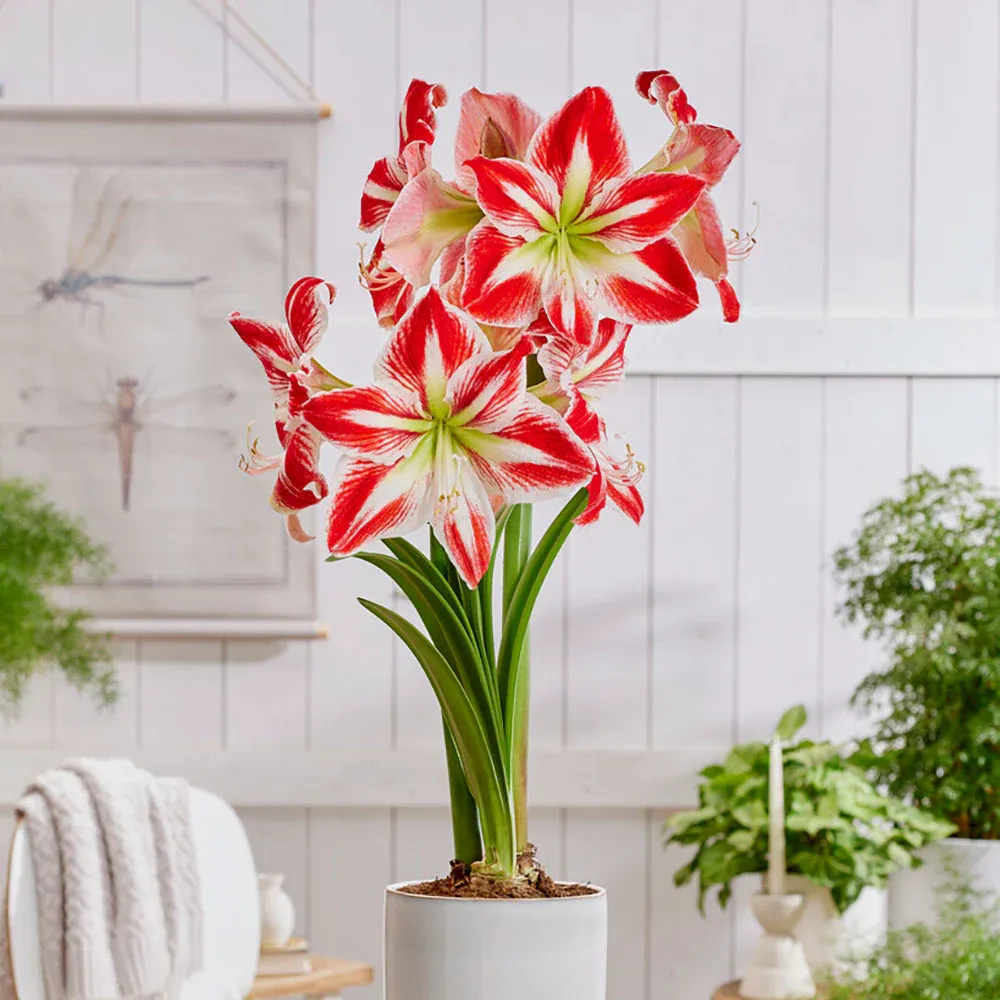 VEGSOW Spartacus Amaryllis Bulbs - Large Flowering Indoor Bulb