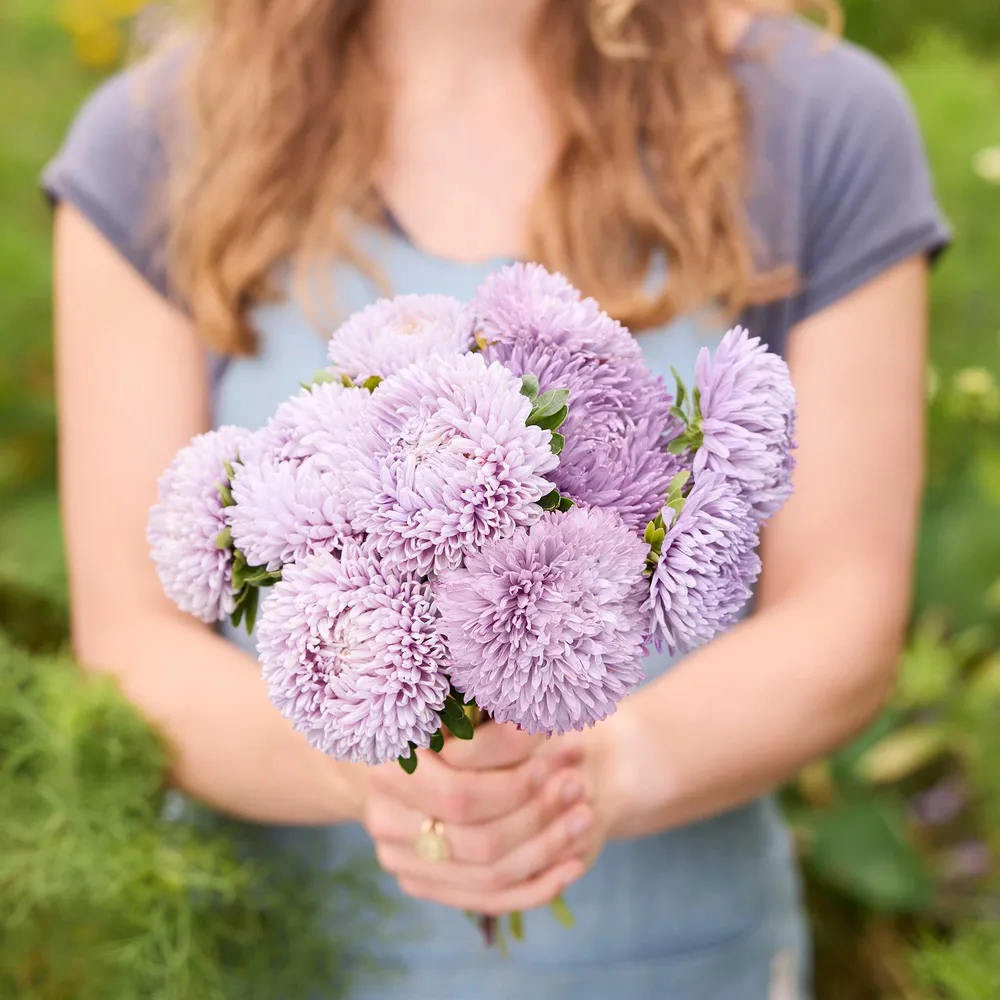 VEGSOW China Aster Seeds - Lady Coral Lavender