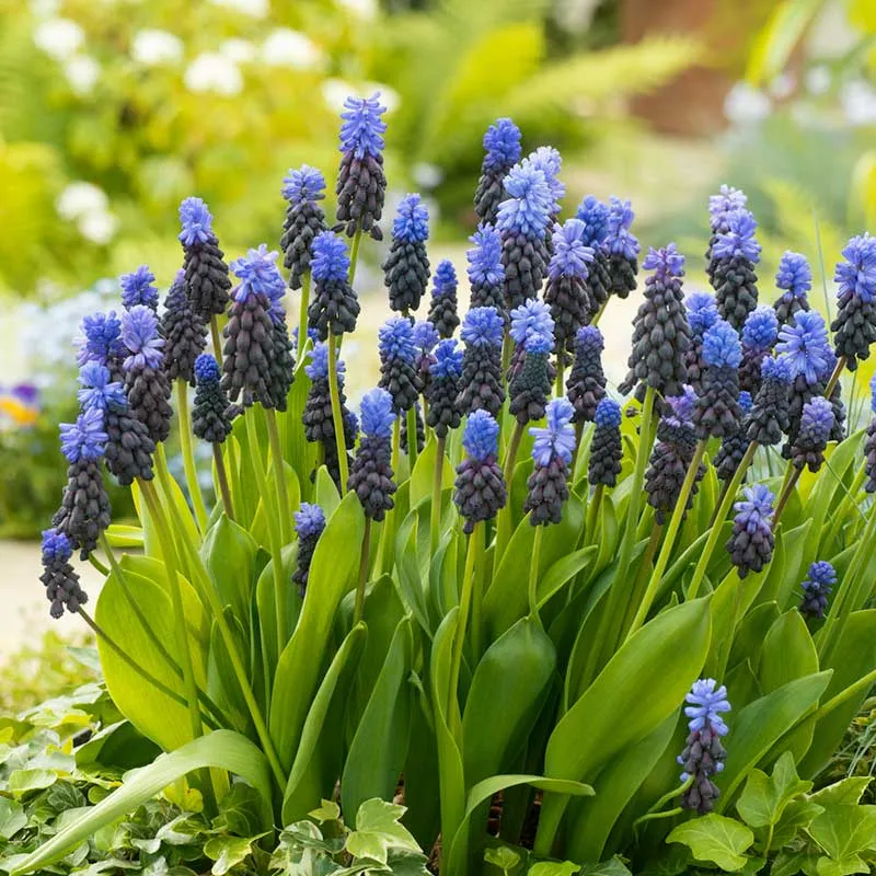 VEGSOW Grape Hyacinth Bulbs (Muscari) - Latifolium